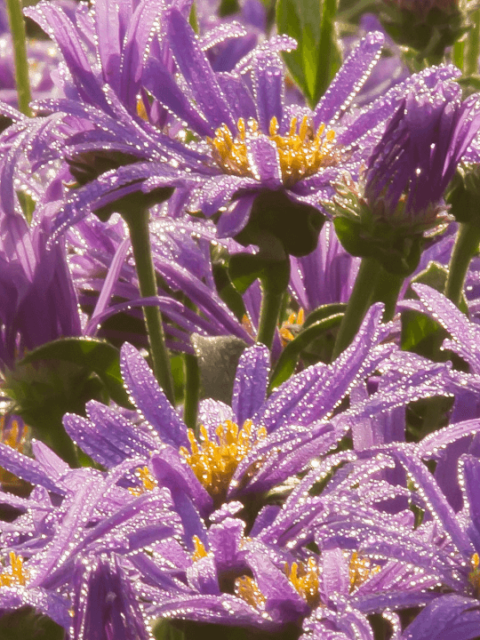 Aster amellus Blue King